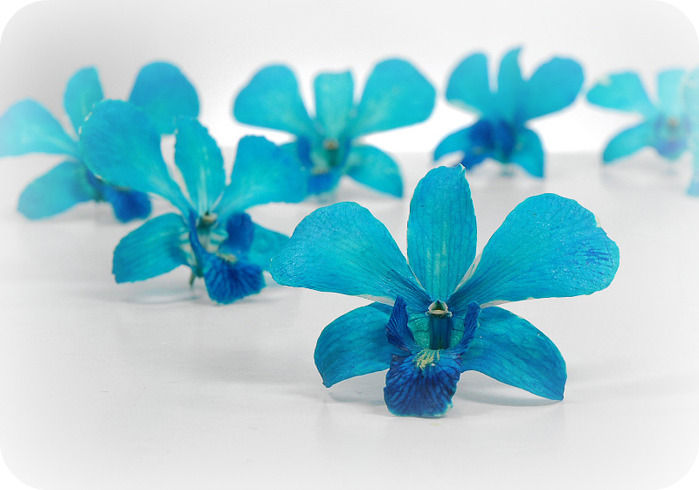Blue Columbine 2 bluebouquetweddingflowers1